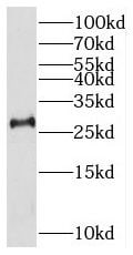THAP2 Antibody - BSA Free