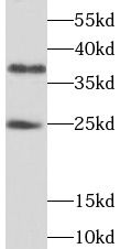 THAP1 Antibody - BSA Free