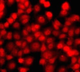 THAP1 Antibody - BSA Free