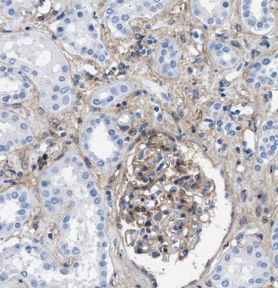 TGFBRAP1 Antibody - BSA Free