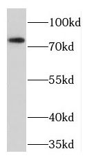 TGFBRAP1 Antibody - BSA Free