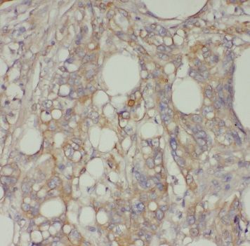 TFEC Antibody - BSA Free