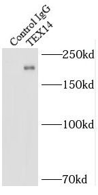 Tex14 Antibody - BSA Free