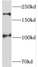 Tex14 Antibody - BSA Free