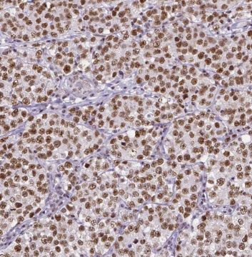 Tex14 Antibody - BSA Free