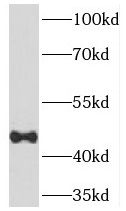 TEX13A Antibody - BSA Free