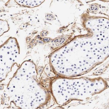 TEX101 Antibody - BSA Free