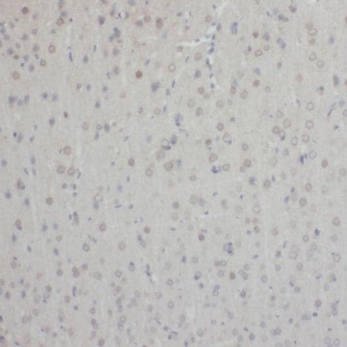 TEX10 Antibody - BSA Free