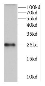 Calneuron 1 Antibody - BSA Free