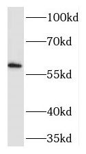 TEAD2 Antibody - BSA Free
