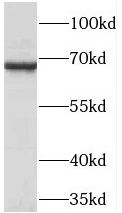 TCIRG1 Antibody - BSA Free