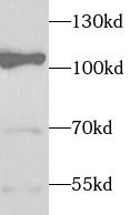 Elongin A Antibody - BSA Free