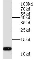 TCEAL7 Antibody - BSA Free