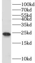 TBP like protein TLP Antibody - BSA Free