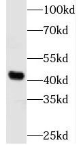 LRRC35 Antibody - BSA Free