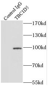 TBC1D5 Antibody - BSA Free