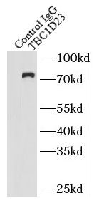 TBC1D23 Antibody - BSA Free