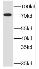 TBC1D17 Antibody - BSA Free