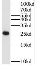TAF9 Antibody - BSA Free