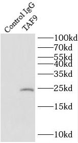 TAF9 Antibody - BSA Free