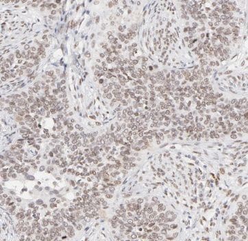 TAF7 Antibody - BSA Free