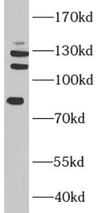 TAF3 Antibody - BSA Free