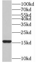 TAF13 Antibody - BSA Free