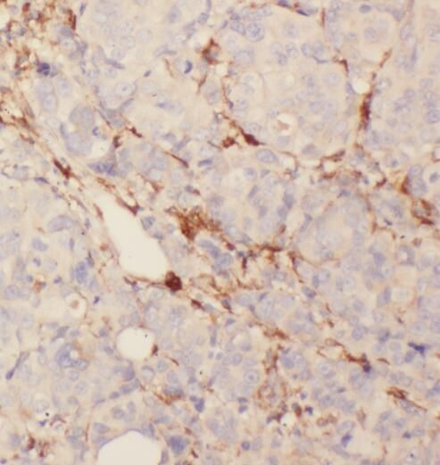 SYTL4 Antibody - BSA Free