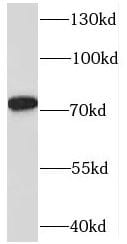 SYTL4 Antibody - BSA Free