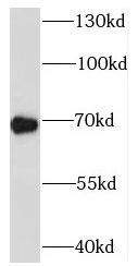SYTL3 Antibody - BSA Free