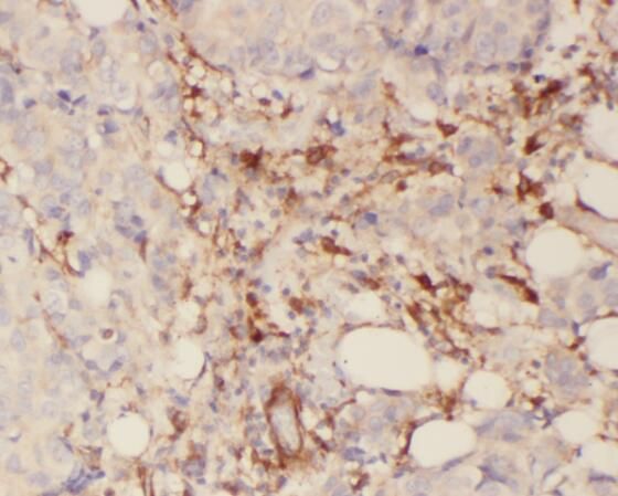 SYTL2 Antibody - BSA Free