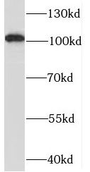 SYTL2 Antibody - BSA Free