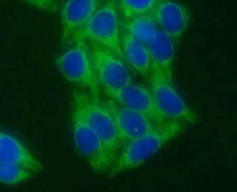 STX17 Antibody - BSA Free