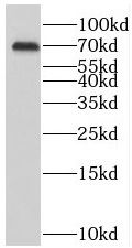 SLC38A3 Antibody - BSA Free