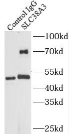 SLC38A3 Antibody - BSA Free