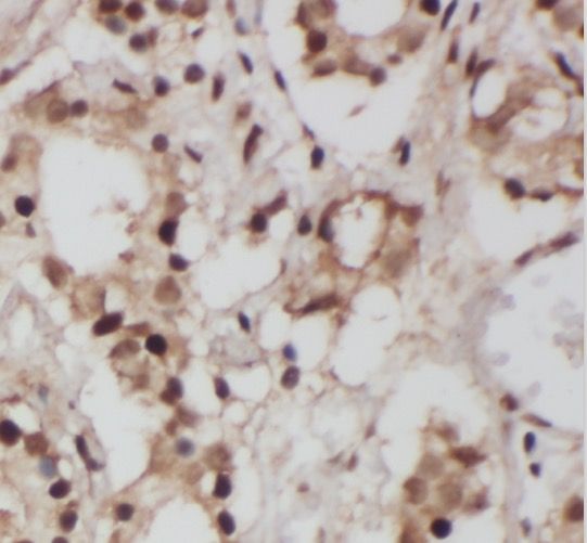 SLC38A1 Antibody - BSA Free
