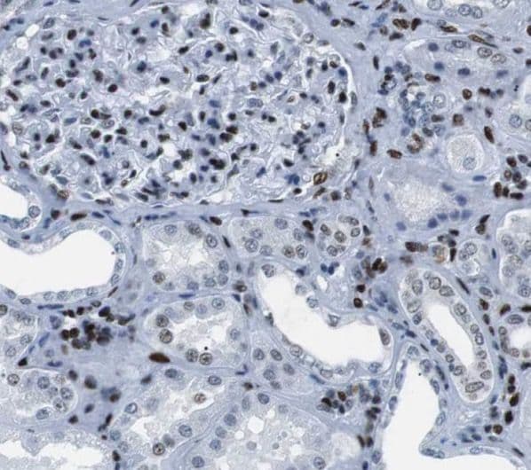 SLC37A4 Antibody - BSA Free