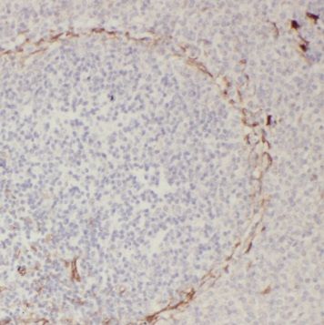 SLC35A1 Antibody - BSA Free