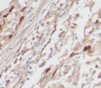 SLC25A3 Antibody - BSA Free