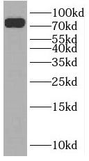 SLC24A4 Antibody - BSA Free