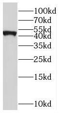 Solute carrier family 22 member 18 Antibody - BSA Free