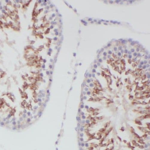 SLC16A12 Antibody - BSA Free