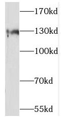 SLC13A4 Antibody - BSA Free