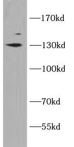 KCC1/SLC12A4 Antibody - BSA Free