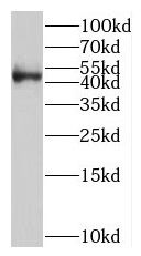 SKAR Antibody - BSA Free