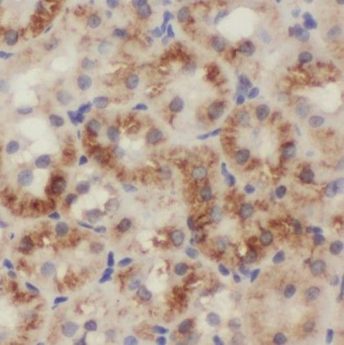 SIX5 Antibody - BSA Free