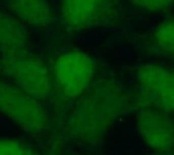 SIX2 Antibody - BSA Free