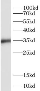 SIX1 Antibody - BSA Free