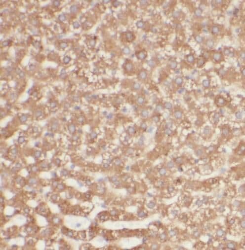 SIKE1 Antibody - BSA Free