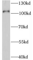 SIDT1 Antibody - BSA Free